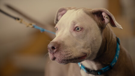 cali k9 e collar